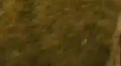 Si el video tiene mala calidad sabes que va ser hist&oacute;rico