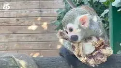 As&iacute; es Richter, el 'Punch espa&ntilde;ol', un monito del Zoo de Santillana, Cantabria, que tambi&eacute;n se ha criado con un peluche tras ser rechazado: "Simula el agarre al pelo de su madre"