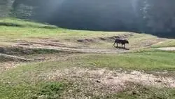 Si se me pregunta, as&iacute; habr&iacute;a que actuar con absolutamente todos los ciclistas que se pasan las normas de tr&aacute;fico por el forro de los cojones y se creen que la carretera es suya. Honor al toro