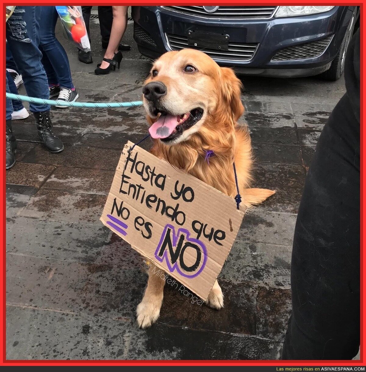 #8M con perretes me gusta