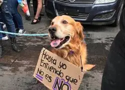 #8M con perretes me gusta