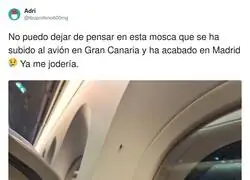 La mosca viajando en business con destino sorpresa