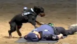 La Polic&iacute;a Municipal de Madrid ha publicado el v&iacute;deo de los ejercicios de entrenamiento de Paco, el perro h&eacute;roe que salva y realiza un masaje card&iacute;aco (RCP) al agente que se desmay&oacute; (en una simulaci&oacute;n)