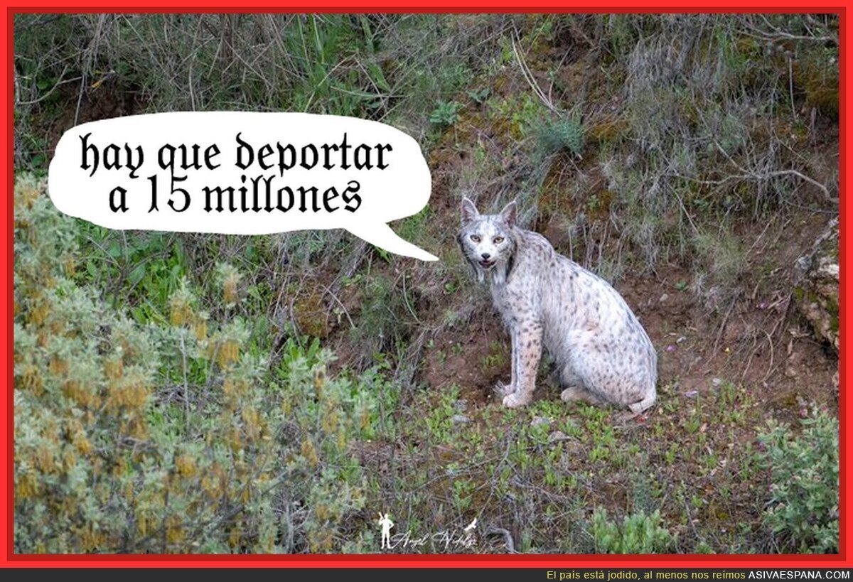 Silencio todos, el lince ario ha vuelto a aparecer