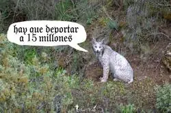 Silencio todos, el lince ario ha vuelto a aparecer