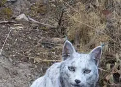 Creo que tambi&eacute;n se est&aacute; poniendo naranja para ir a la Feria
