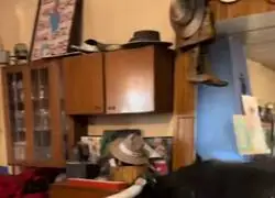 Tienen a Ferdinando el toro como mascota. Esto lo ve un guiri y se cae de espaldas