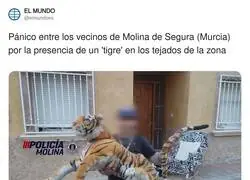 El tigre de peluche que sembr&oacute; el caos