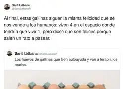 Los huevos de gallina m&aacute;s felices que existen y aun as&iacute; siguen siendo tortillas potenciales