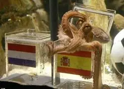 Ninguna IA ni analista deportivo podr&aacute; superar al pulpo Paul