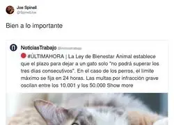 Los gatos: "tres d&iacute;as? rookie numbers"