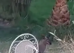 La Polic&iacute;a encuentra un canguro en Ciudad Real durante una redada en una plantaci&oacute;n de mar&iacute;a