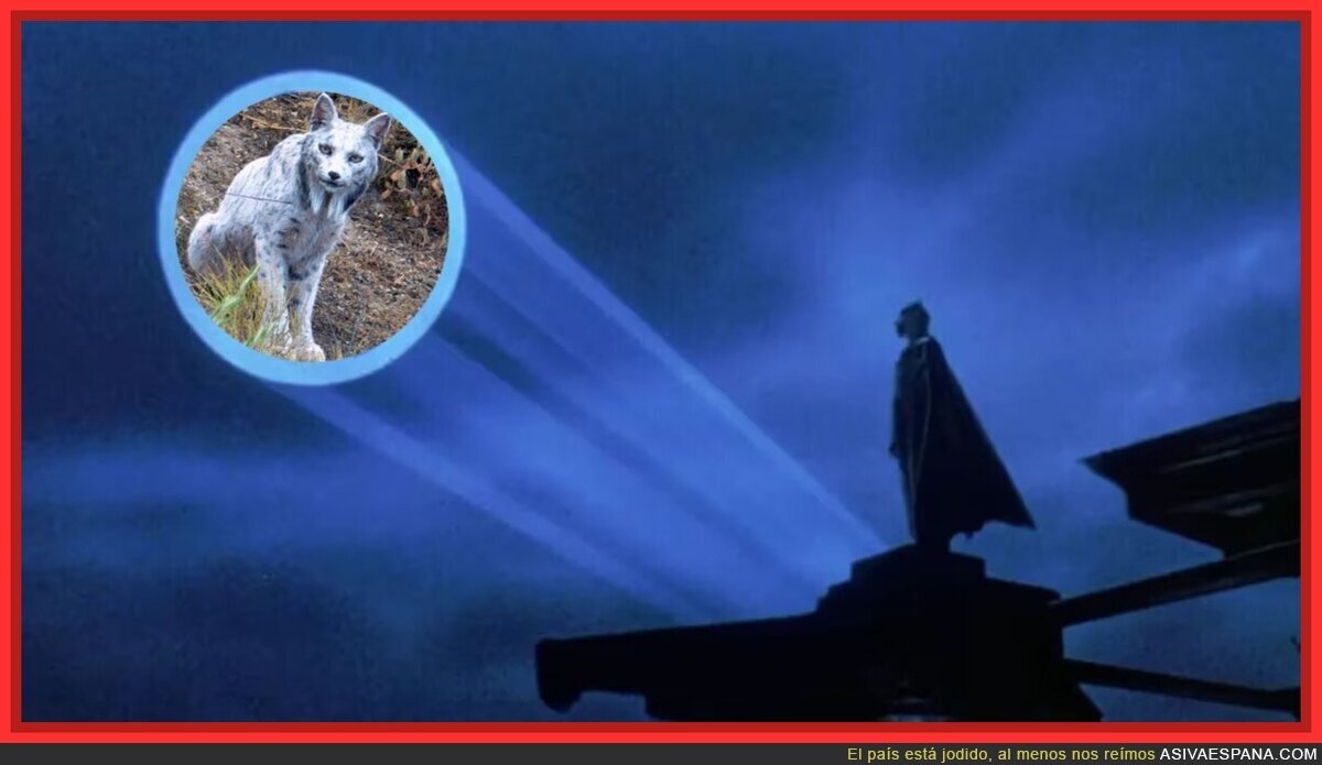 Que aparezca el lince blanco por favor, cuando aparece suceden cosas buenas