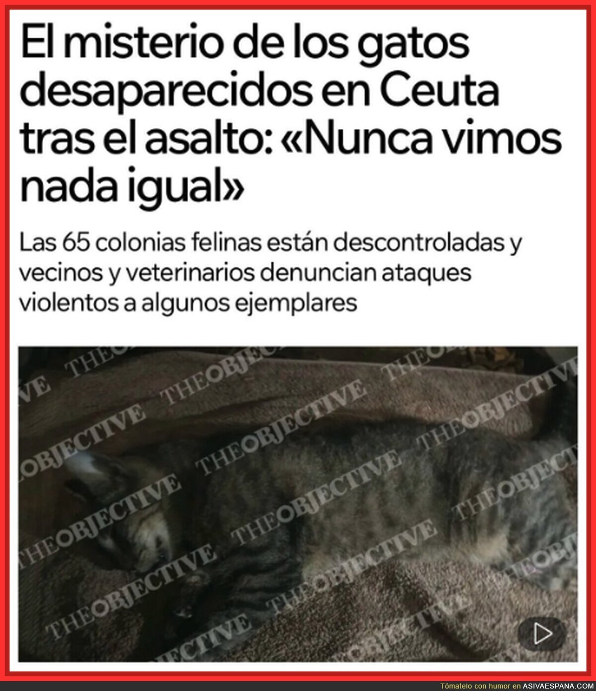 Men&uacute; halal: halal todos los gatos