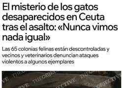 Men&uacute; halal: halal todos los gatos