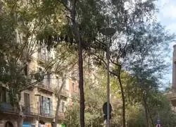 Barcelona. Un magreb&iacute; es pillado robando. La hostia se ha escuchado desde Marte. C&oacute;mo saben llorar y hacer teatro