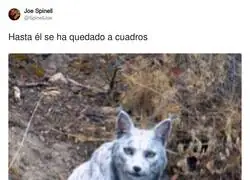 El lince flipando