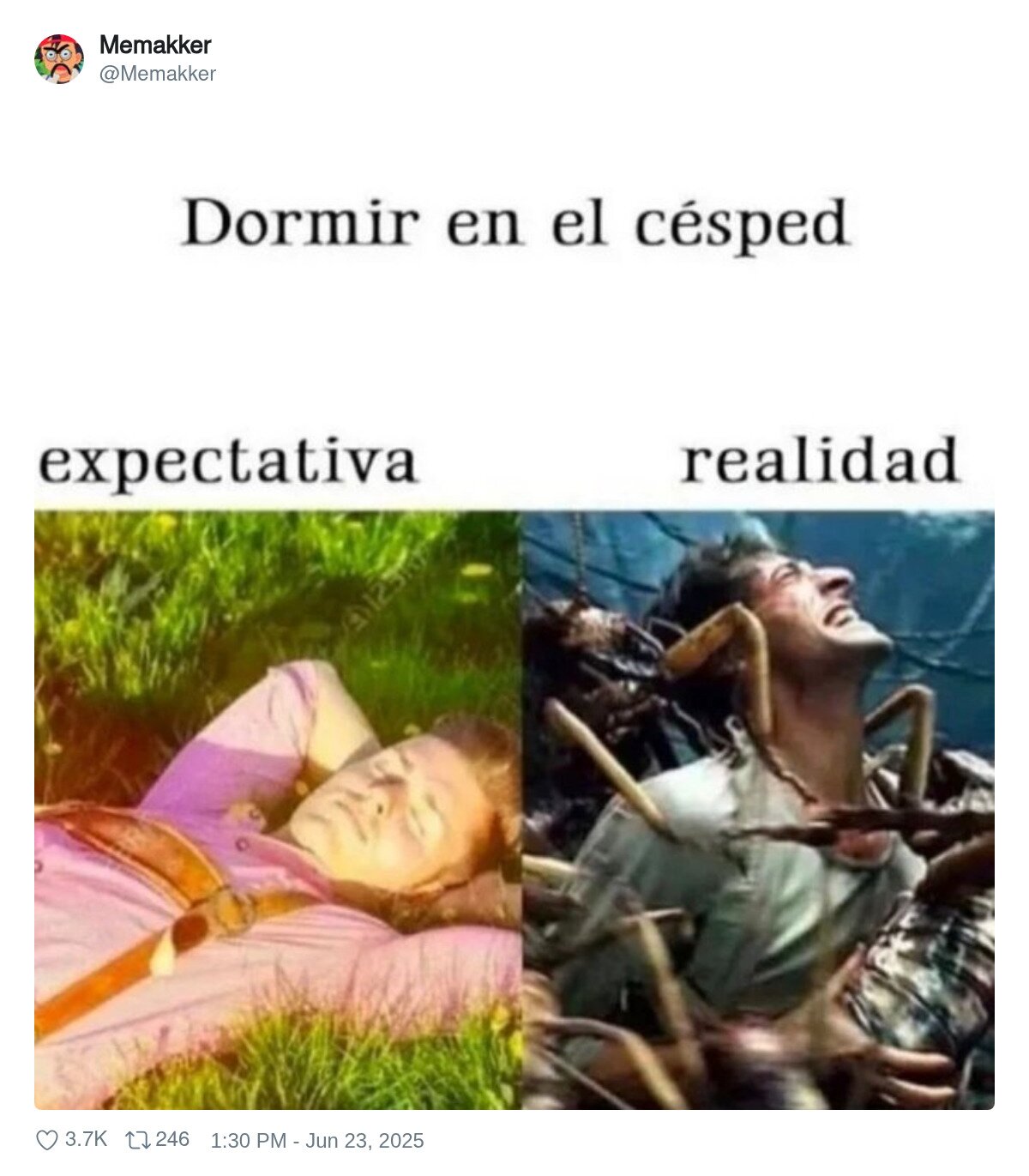dormir,cesped,expectativa,bichos