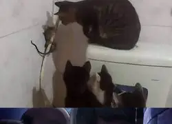 Lo mismo pero diferente