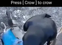 Excelente respuesta de imput...