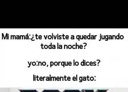 Un gato bien entrenado