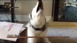 &iquest;Pero qu&eacute; le pasa a este perro?