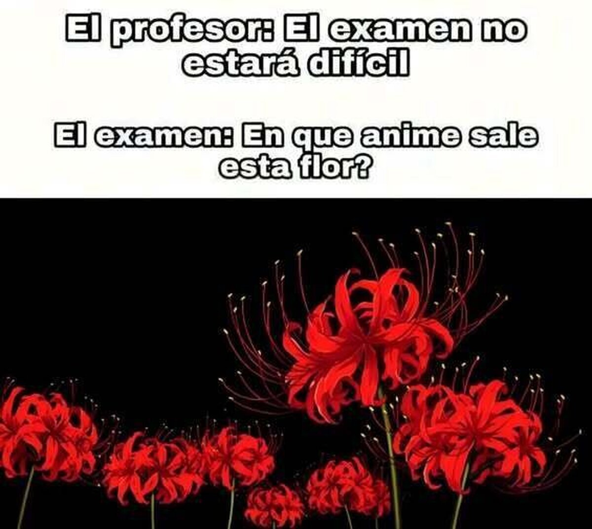 Ya enserio, que flores más bonitas