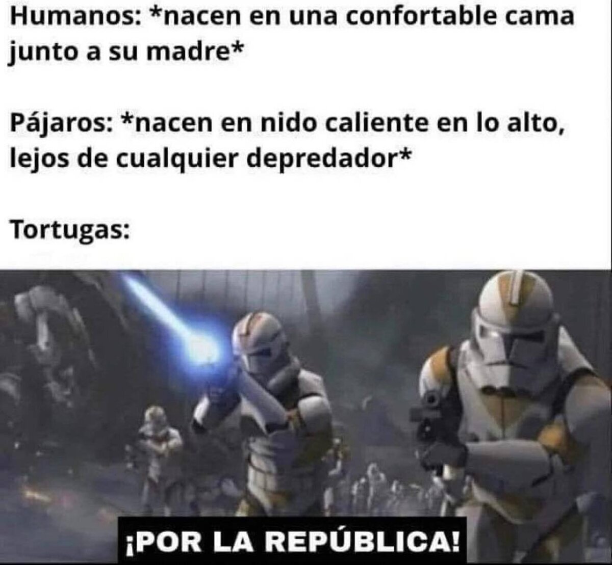 La verdadera lucha de las tortugas recien nacidas