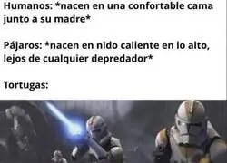 La verdadera lucha de las tortugas recien nacidas