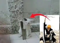 Mi gato al enterarse que le puse 'Ichigo'