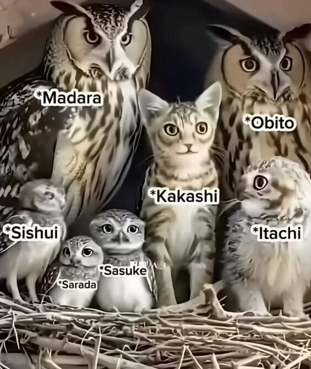 El gato que copia