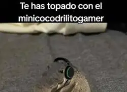 Buen gaming para todos