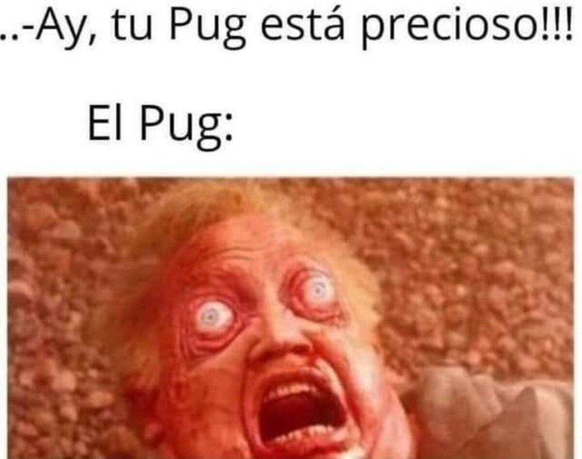 Los pugs son un fallo genético. Ya basta