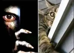 Mi gato replica la portada m&aacute;s dura de la historia
