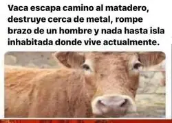 &iexcl;Vamos vaquita!