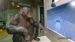 Falleci&oacute; Bonobo, el chimpanc&eacute; que complet&oacute; Minecraft.