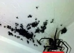 Hay un jefe de Bloodborne en mi habitaci&oacute;n