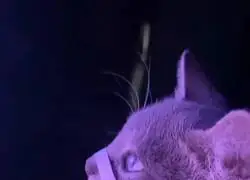 Ya hasta los gatos se creen Ryan Gosling