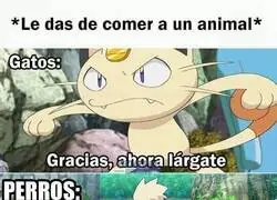 Animales agradecidos