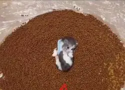 En alg&uacute;n punto Smaug fue consumido por la codicia