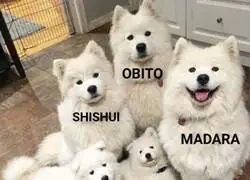 Kakashi, el gato que copia