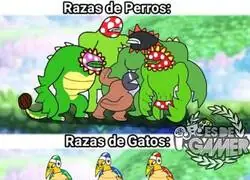 Las razas de gato