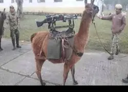 Finalmente... el camello t&aacute;ctico