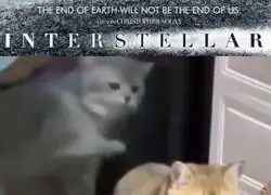 Interestelar con gatos