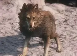 Perros en los juegos souls