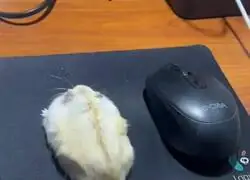 Con raz&oacute;n le llaman "rat&oacute;n" al animal ese...