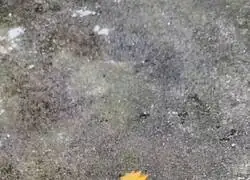 El mejor disfraz para un loro