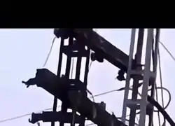 Era mi bird favorito