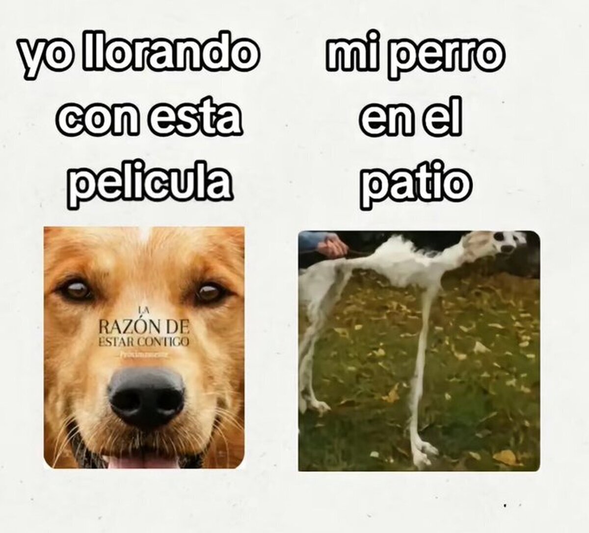Mi perro: literalmente una marioneta rota de los Estudios Tim Burton