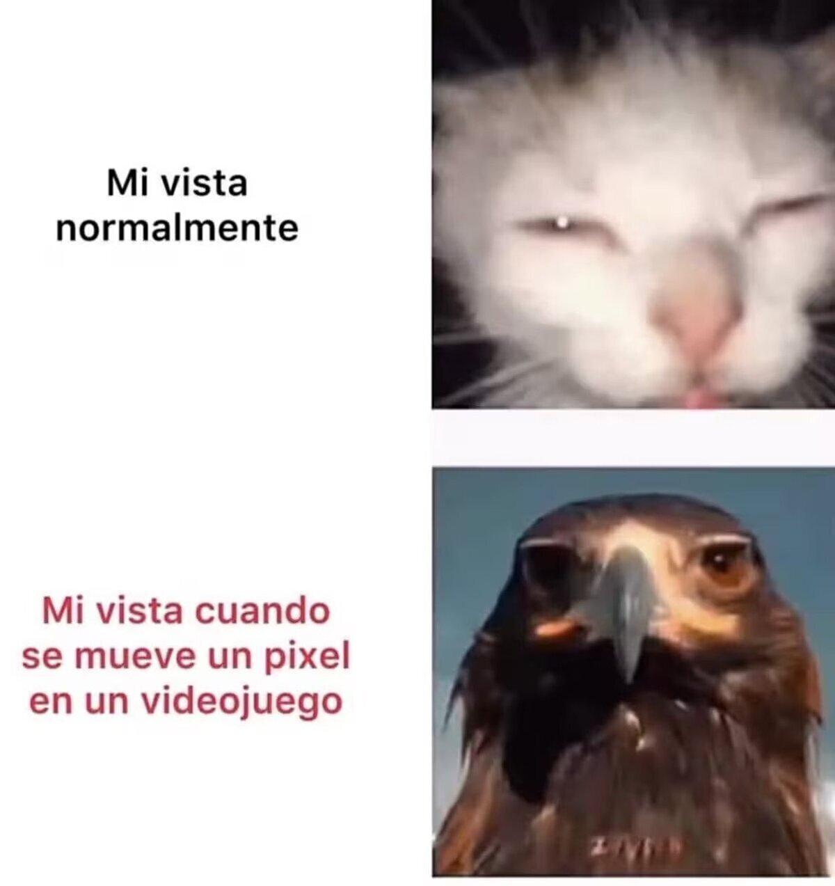 Un ojo tremendo para el detalle